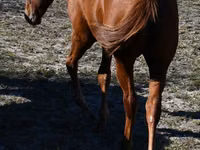Yegua, Quarter Horse — foto 5