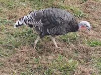 Geniş Sinəli Ağ — foto 1