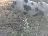 Scroafă, Porci — foto 4