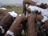 Buğa, Simmental cattle — foto 3