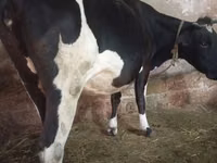 Vaca, Russian Black pied cattle — foto 2