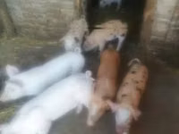 Säue, Schweine — Foto 2