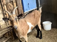 बकरी, Alpine goat — फ़ोटो 2