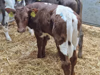 Rinder (Partie, Geschlecht nicht angegeben), Simmental cattle — Foto 3