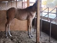 Cavalo, Cavalos — foto 4