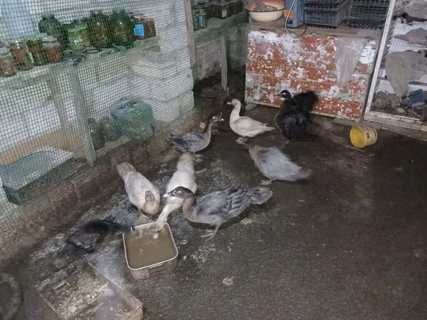 Ducks