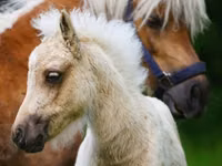 Cavalos (lote, sexo não especificado), Shetland Pony — foto 6