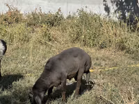 Oi (lot, sex nespecificat), Arabi sheep — foto 2