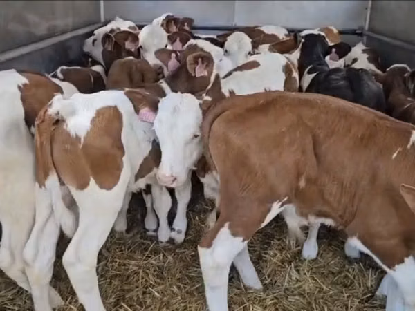 Buqa, Simmental cattle