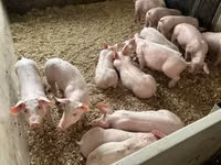 Porci (lot, sex nespecificat) — foto 6