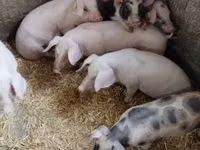 Scroafă, Porci — foto 3