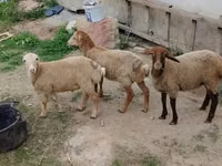 Qoç, Qoyunlar — foto 1