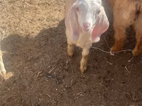 Capră, Nubian Goat — foto 1