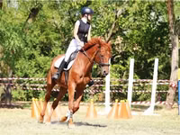 Hengst, Oldenburg horse — Foto 1