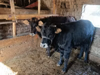 Bull, Aberdeen-Angus — photo 3