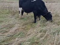 ثور, Russian Black pied cattle — الصورة 2