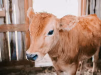Гранулированный комбикорм для крупного рогатого скота / Nutraț combinat granulat pentru bovine — foto 3