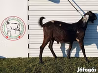 Ziegenbock, Nubian Goat — Foto 5