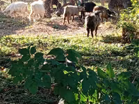 Cabro, Cabras — foto 4