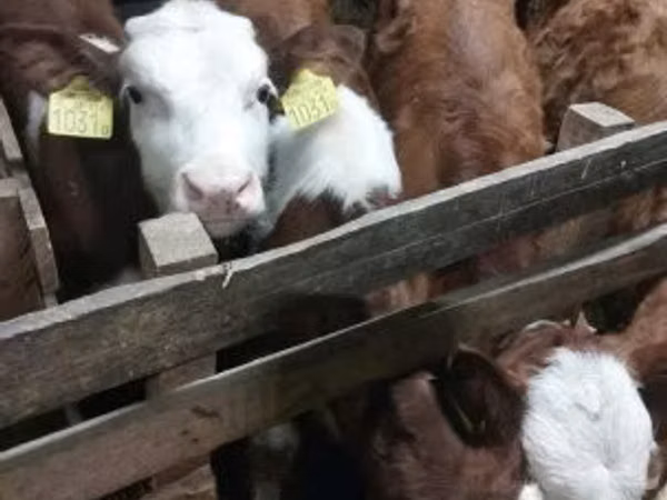 Bull, Simmental cattle