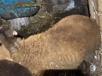 Carneiro, Shirvan sheep — foto 5