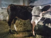 Kuh, Swiss cattle — Foto 2