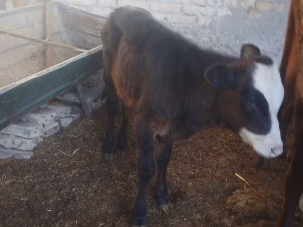 公牛, Cattle