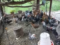 Dutch Bantam — photo 6