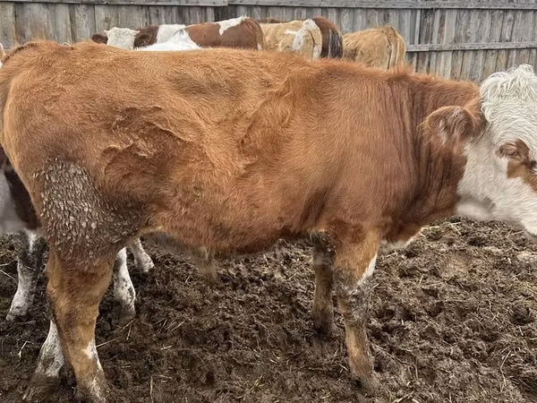 ثور, Simmental cattle