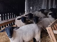 Oi (lot, sex nespecificat), White Suffolk sheep — foto 1