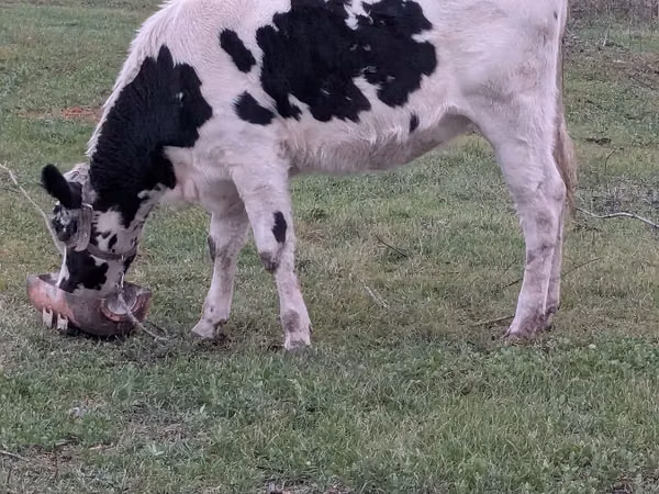 Vacă, Russian Black pied cattle