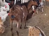 Ziegenbock, Ziegen — Foto 3
