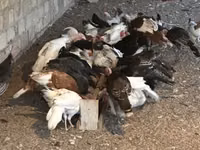 Turkeys — الصورة 8