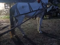 Cheval, Chevaux — photo 2