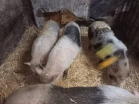 母猪, Pigs — 照片 5