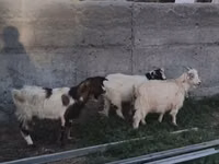 Ziege, Nubian Goat — Foto 2
