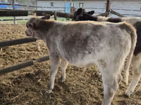 Bovine (lot, sex nespecificat), Belgian Blue — foto 7