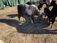Madyan, Atlar — foto 3