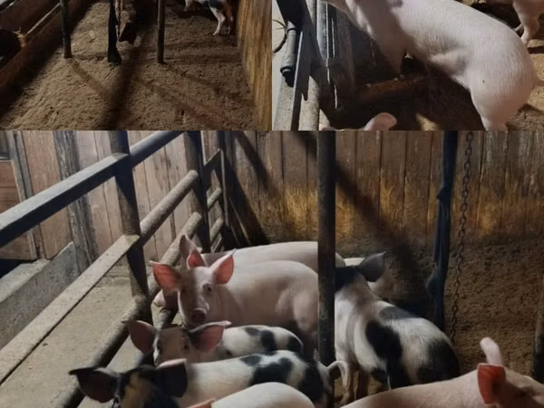 Vier, Porci