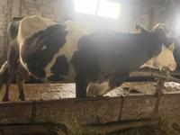 Cow, Russian Black pied cattle — photo 5