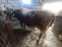 Cow, Cattle — photo 2