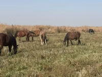 Stute, Horse breed — Foto 3