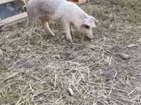 Boar — photo 8