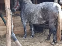 घोड़ी, Hungarian horse breed — फ़ोटो 1