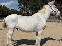 Hengst, Mule — Foto 1