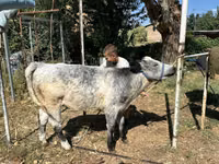 Buqa, Ukrainian grey cattle — 4-rasm