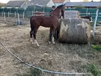 حصان, Dutch warmblood horse — الصورة 7