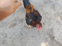 Chickens — الصورة 3