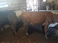 Toro, Simmental cattle — foto 1