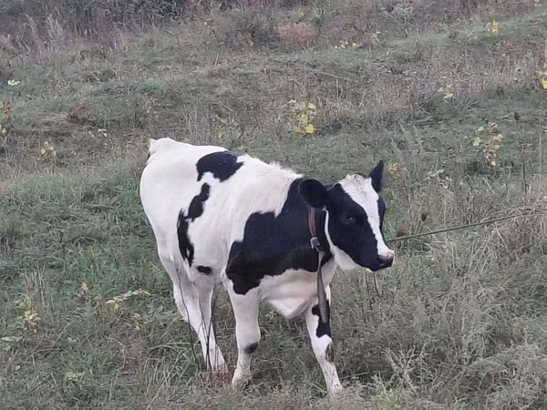 Vacă, Rasa Holstein